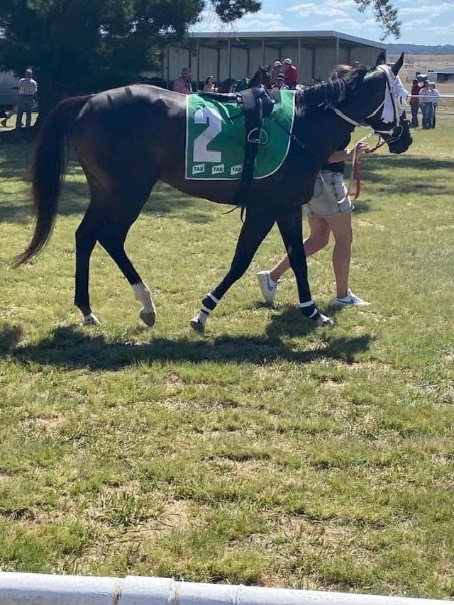 Deepwater Cup glory for Shamedy